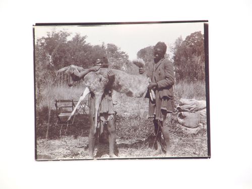 View of two men holding a dead bushbuck, near Zambezi River