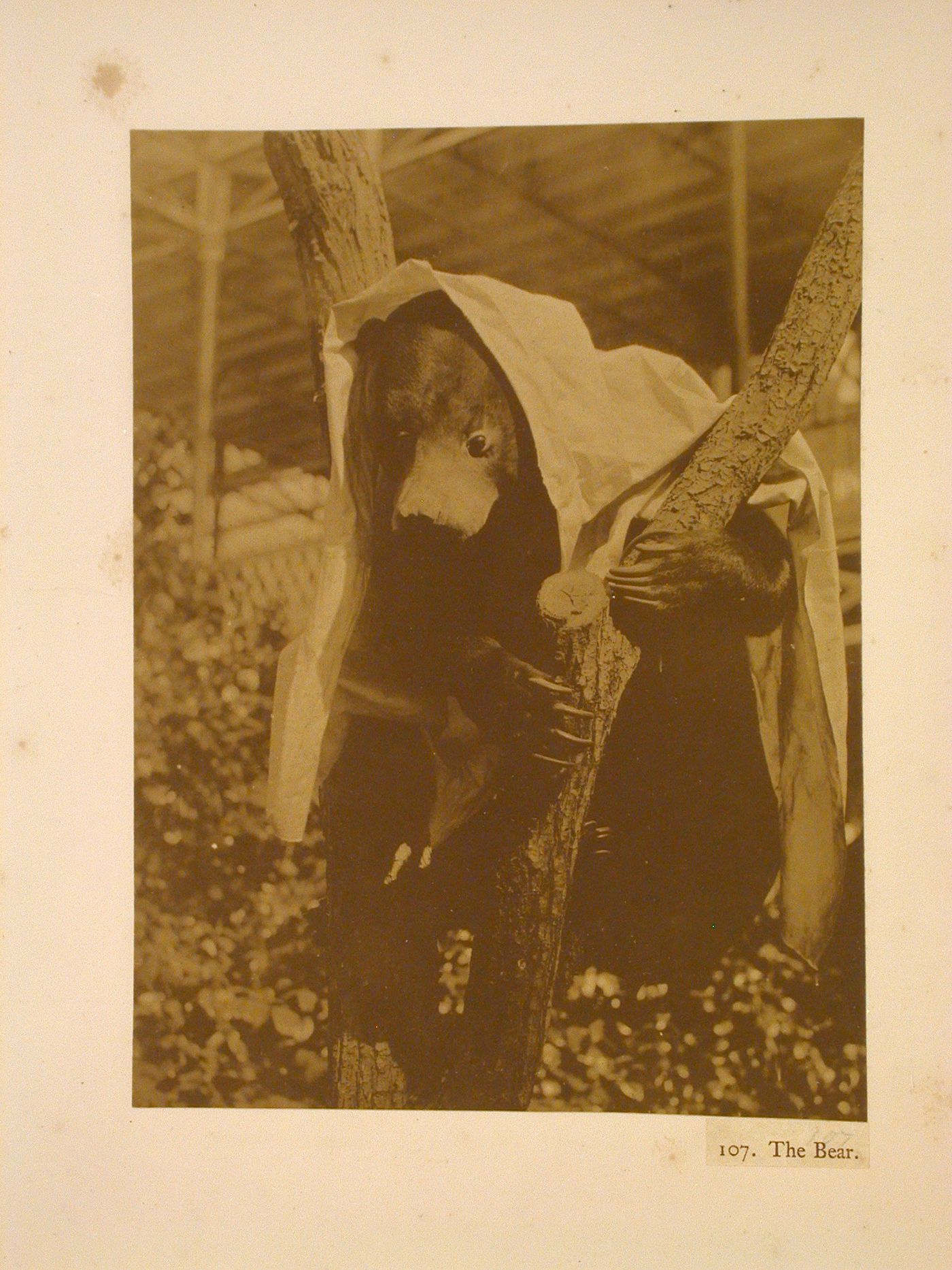 Taxidermy bear, Crystal Palace, Sydenham, England