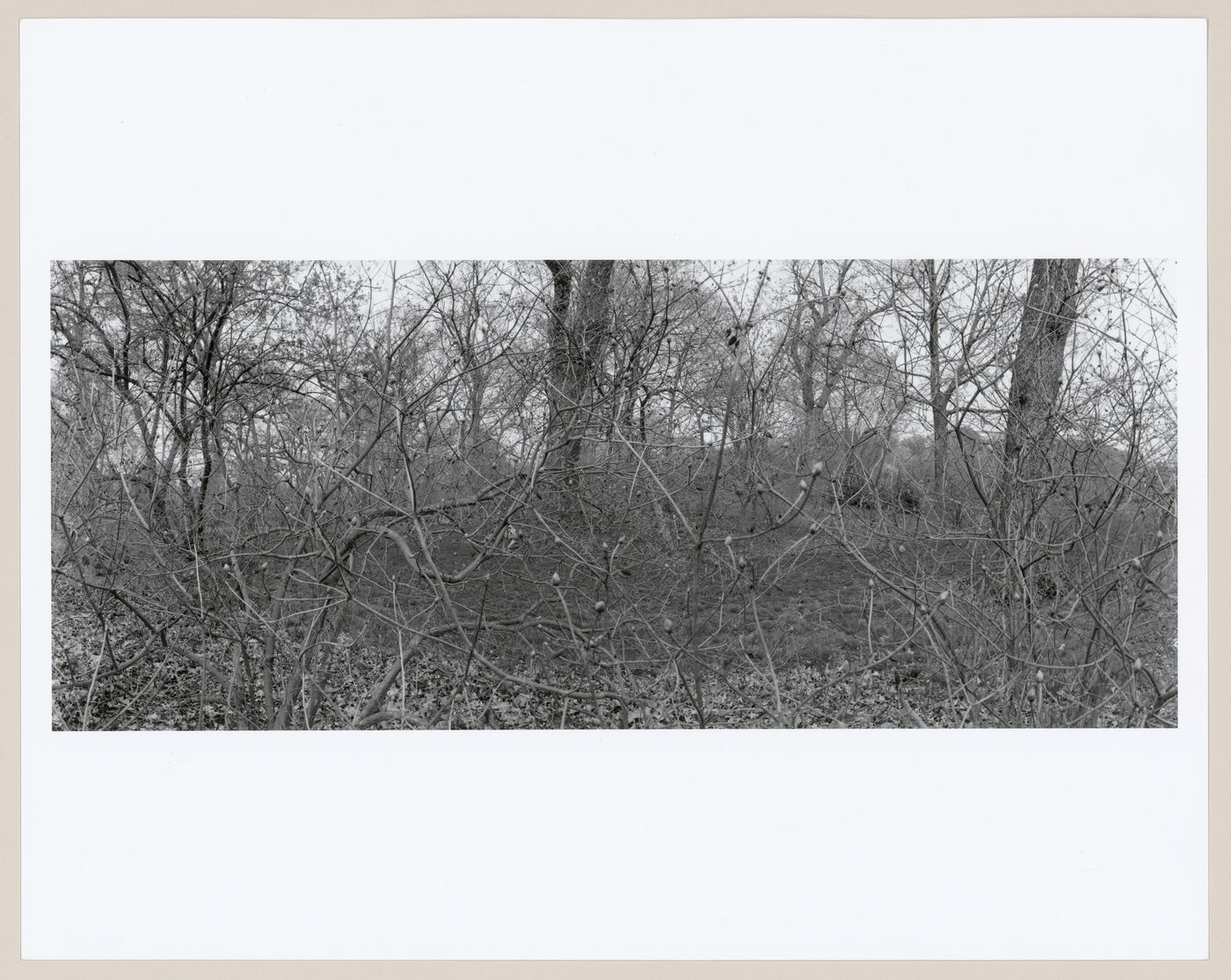 Arnold Arboretum, Boston, Massachusetts