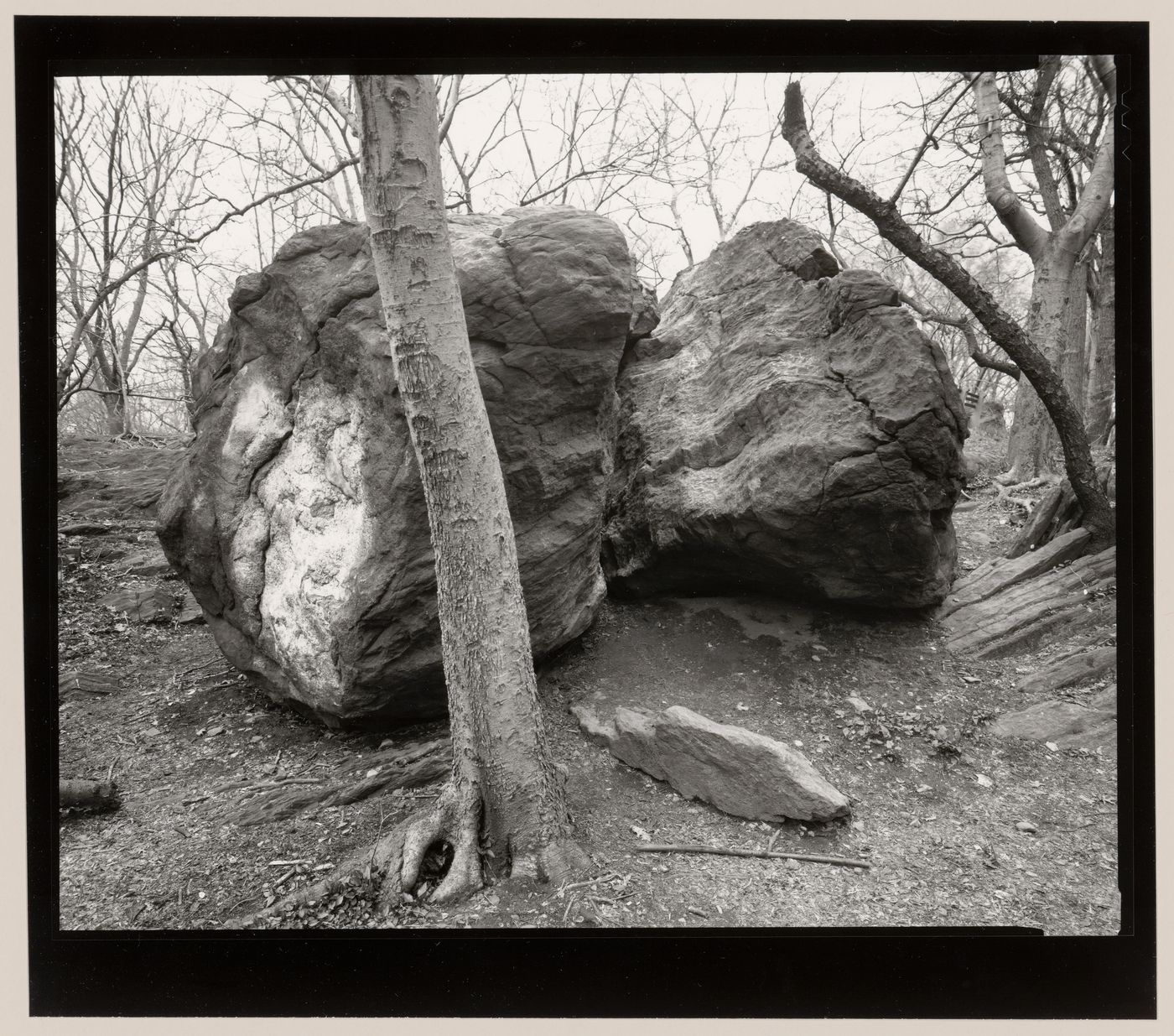 Two rocks and tree, the Ramble, Central Park, New York City, New York