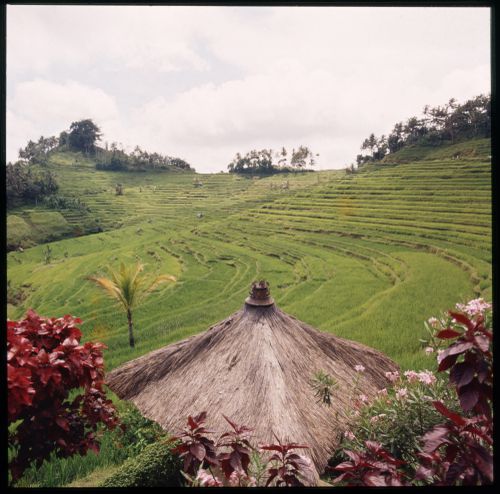 View of terraced rice field, Bali, Indonesia