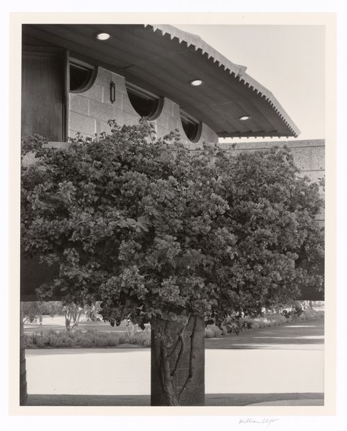 Bougainvillea and ornamental teeth, from the series The David and Gladys Wright House