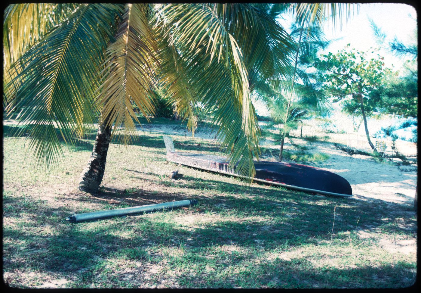 Palm trees, Jamaica