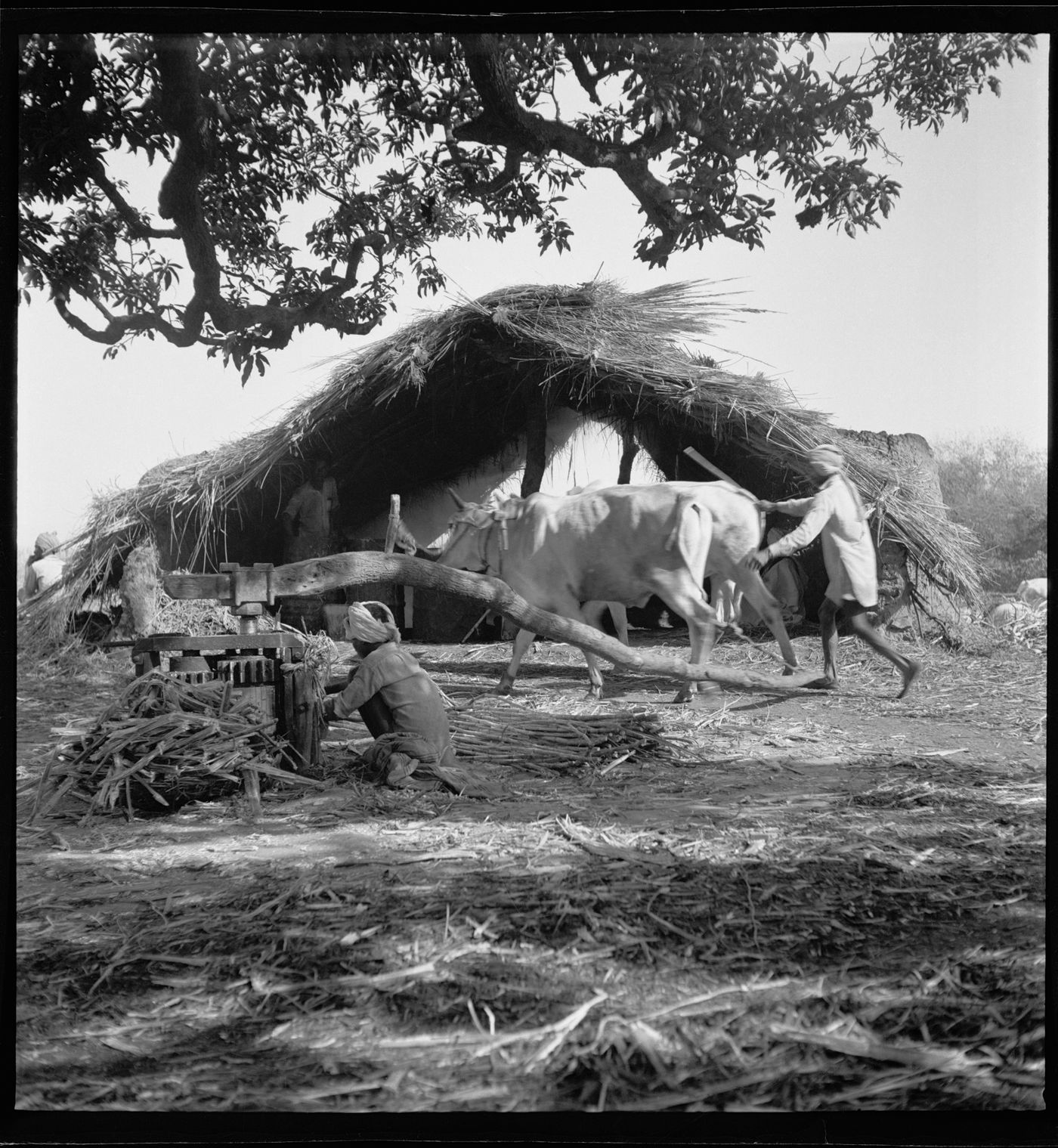 Cow and men in front of rural housing near Chandigarh, India