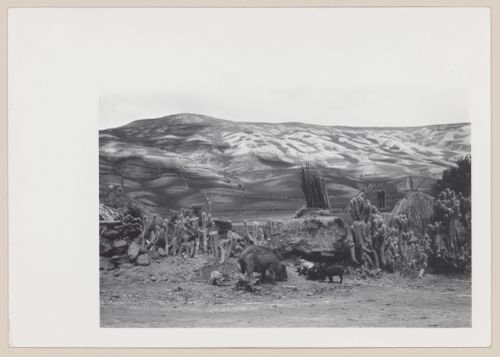 Pigs in landscape, South America