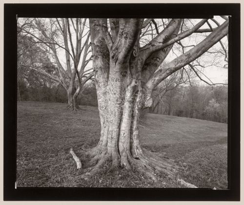 Beech tree (picnic area near teepee), Cherokee Park, Louisville, Kentucky