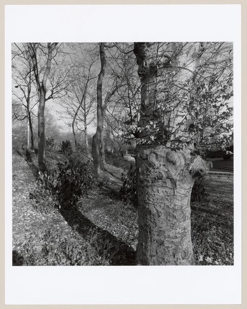 Central Park, New York, New York