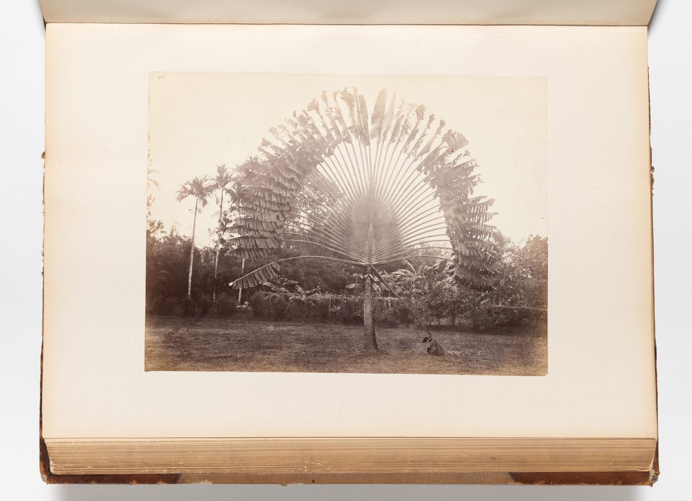 View of a fan-shaped palm tree, probably in Penang (now Pinang, Malaysia)