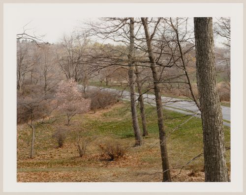 Viewing Olmsted: View of Flowering Tree and Road, The Arnold Arboretum, Boston, Massachusetts