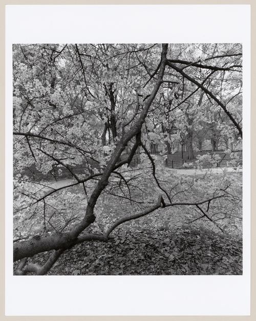 Central Park, New York, New York