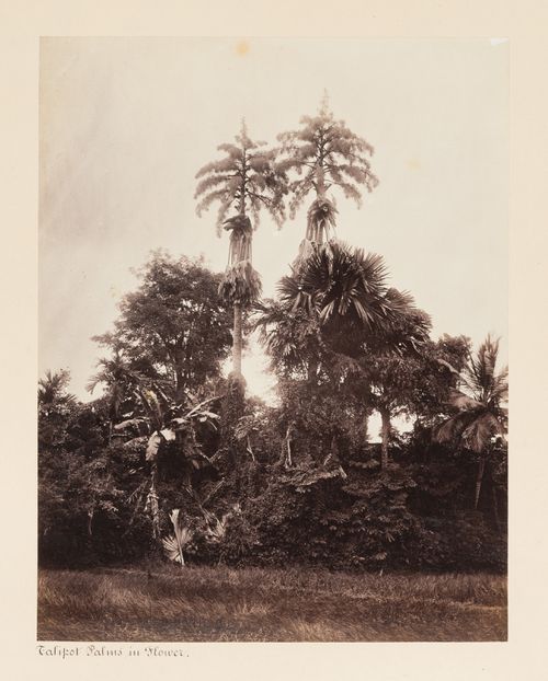 View of Talipot Palms and other trees, Royal Botanical Gardens, Peradeniya, Ceylon (now Sri Lanka)