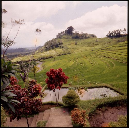 View of terraced rice field, Bali, Indonesia