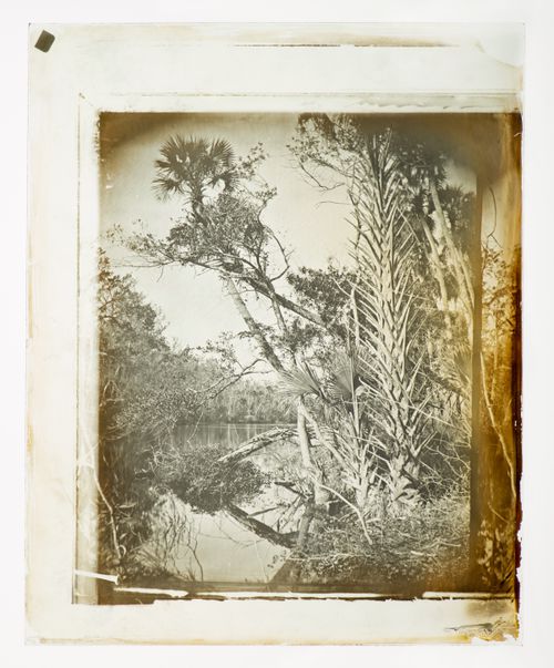 View of a riverine esturary with tropical growth, (possibly) St. Augustine, Florida, United States of America