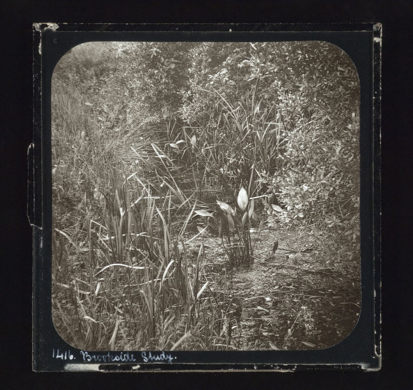 View of an unidentified side of brook