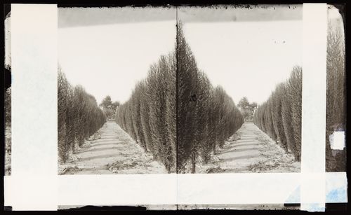 Stereograph of Cypress Avenue, Los Angeles, California, United States of America