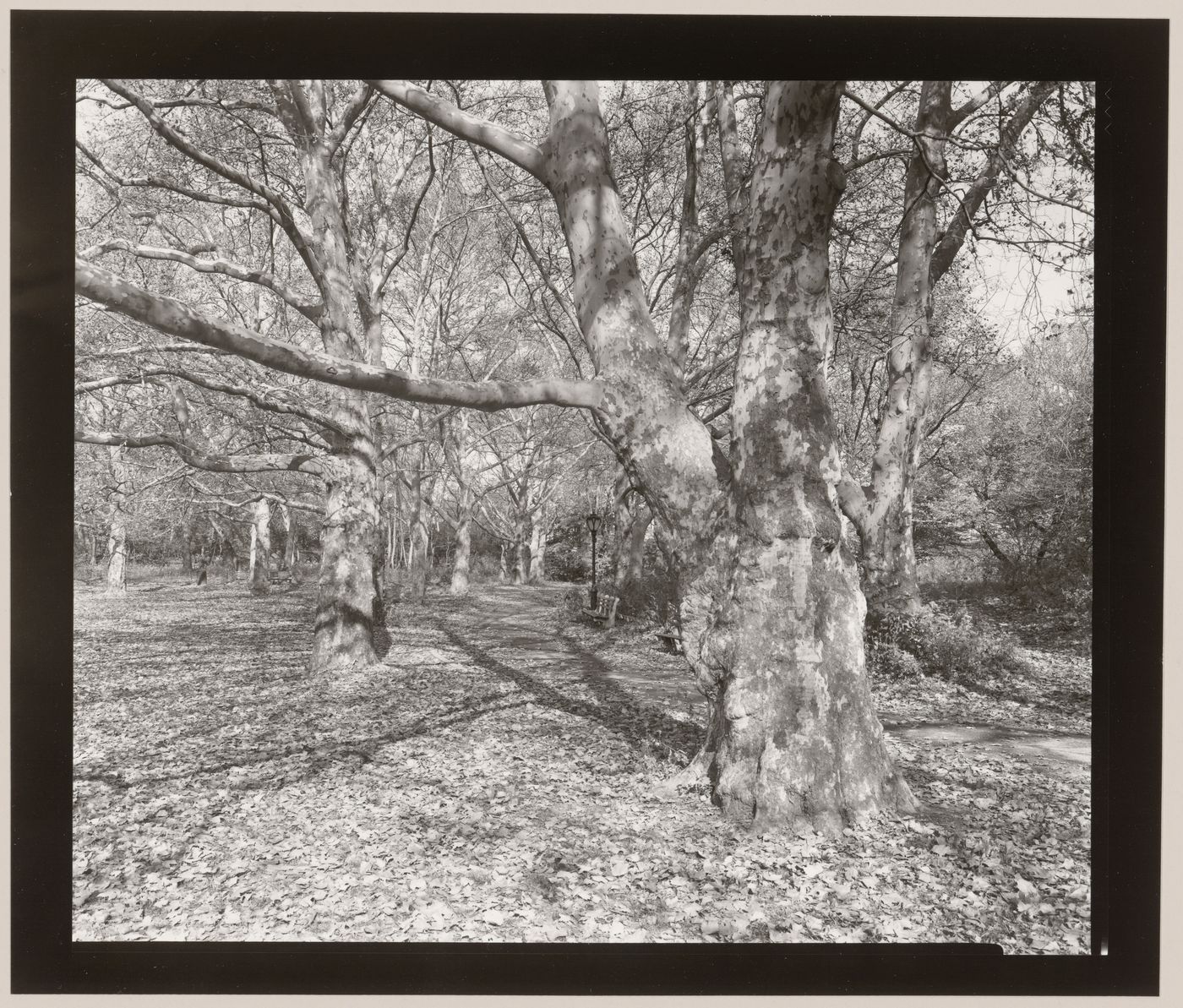 Sycamore, just east of the Ramble, Central Park, Manhattan, New York City, New York