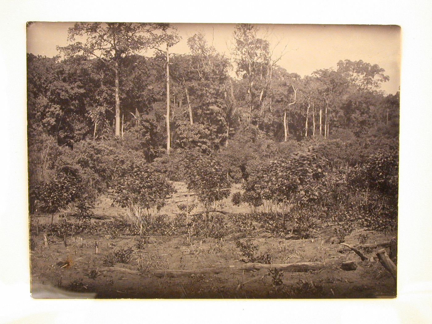 View of a clearing before a forest