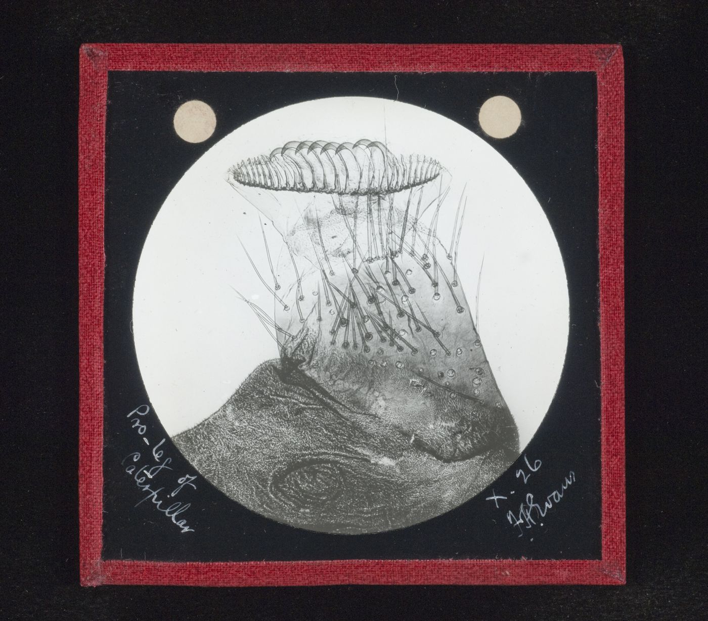 Photomicrograph of proleg of caterpillar