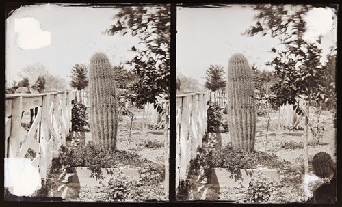 Stereograph of a barrel cactus, California, United States of America