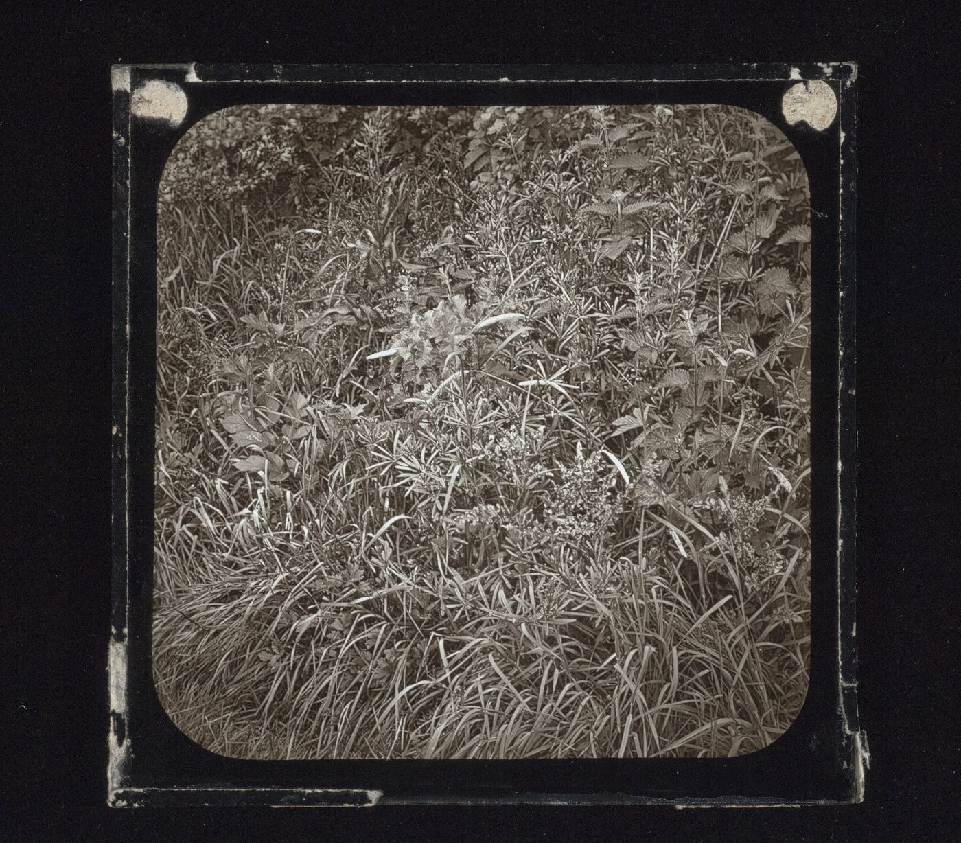 Detail view of hedge