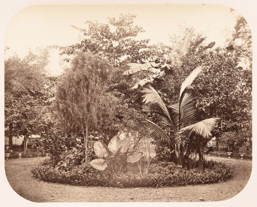 View of a garden showing trees and a walkway, Dutch East Indies (now Indonesia)