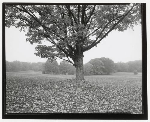 Country Meadow, looking towards Scarborough Pond, Franklin Park, Boston, Massachusetts