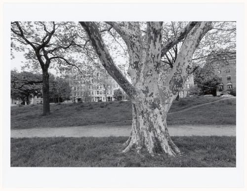 View along [...], The Back Bay Fens, Boston, Massachusetts