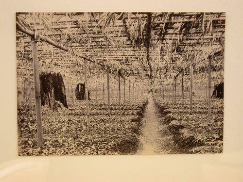 View inside a nursery of a plantation [?]