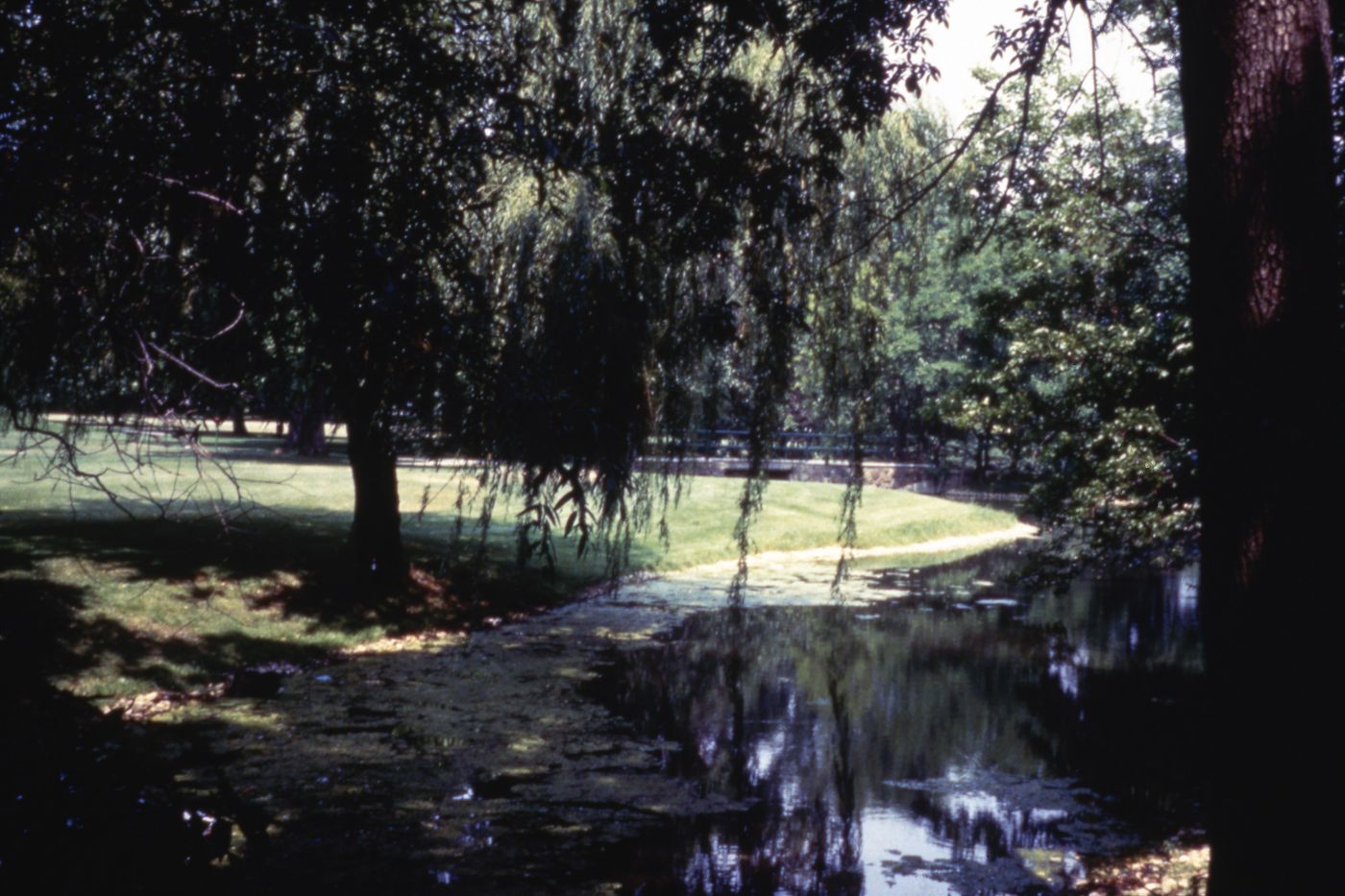 Photograph of park for research for Olmsted: L'origine del parco urbano e del parco naturale contemporaneo