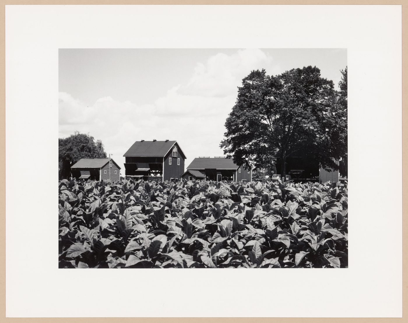 Tobacco sheds, Tillsonburg, Ontario, from the series The Forms of Canadian Industrial Architecture
