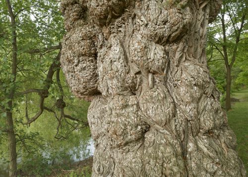 An Enduring Wilderness: Home Smith Park, Toronto