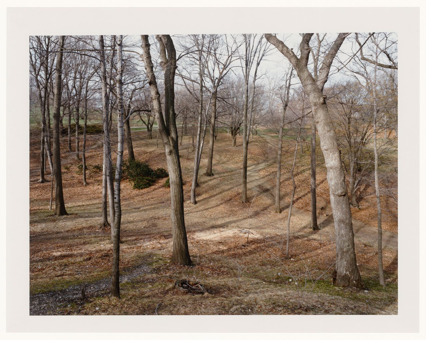 Viewing Olmsted: View of The Arnold Arboretum, Boston, Massachusetts