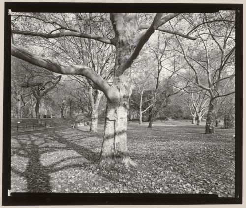 Just east of the Mall, Central Park, Manhattan, New York City, New York