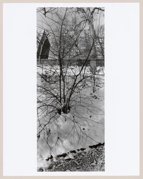 Central Park, New York, New York