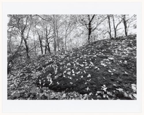 Stone outcrop, the wilderness, Franklin Park, Boston, Massachusetts