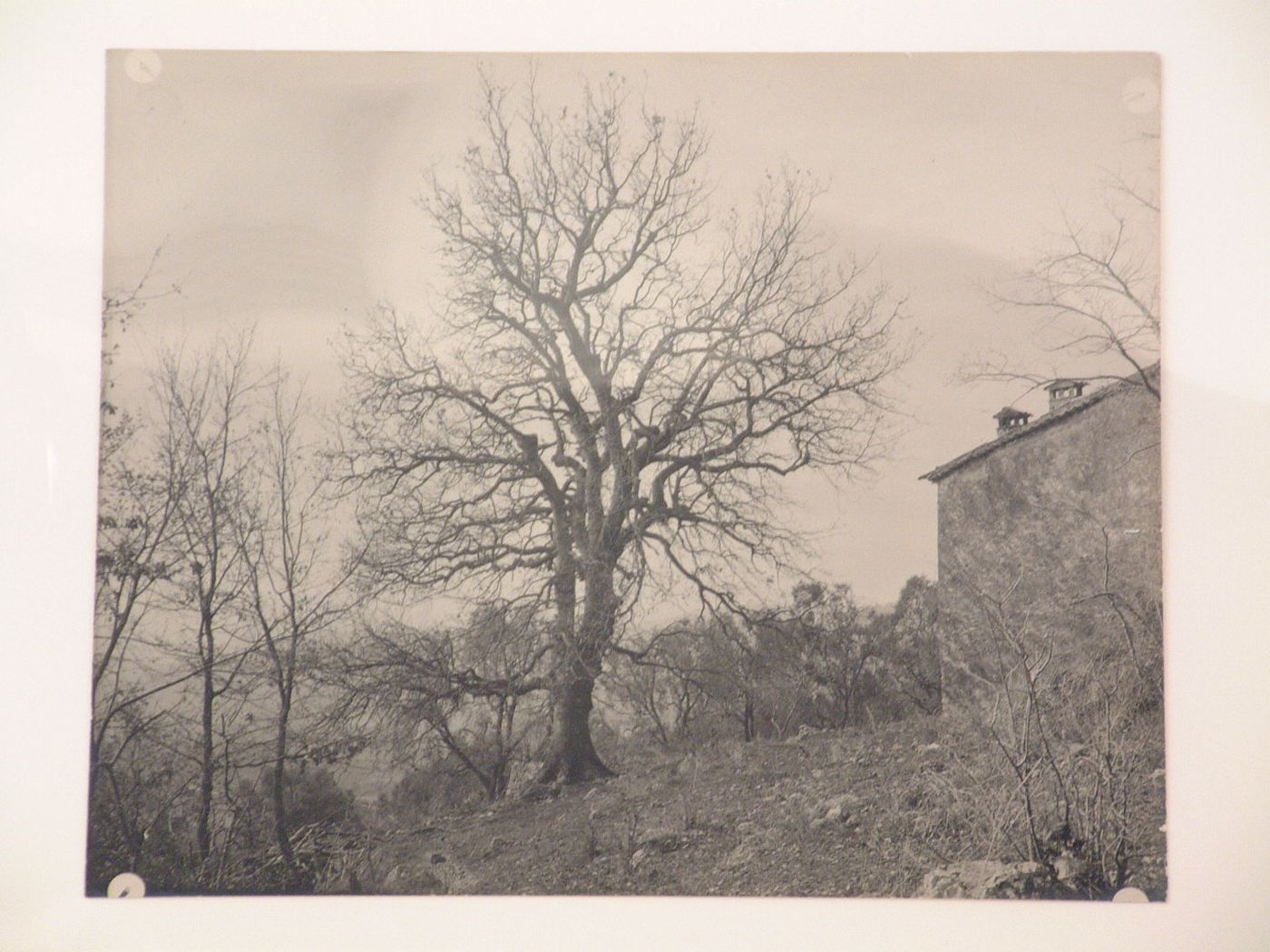 Study of a tree and wall