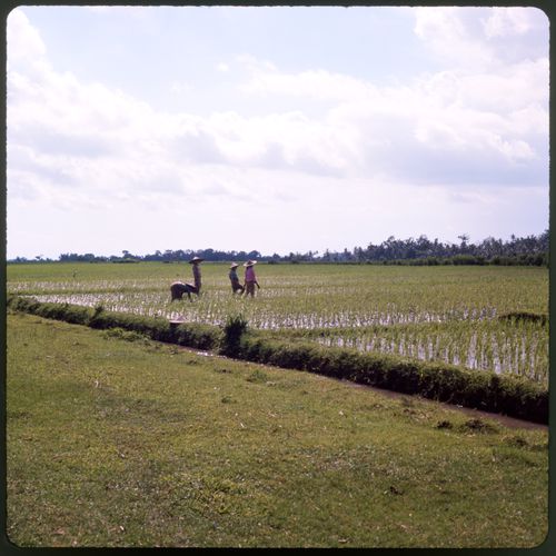 Four people in rice field, Bali, Indonesia