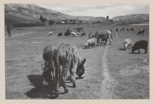 Donkeys in a field, South America