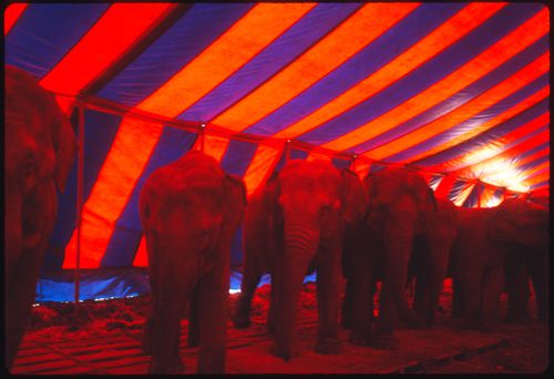 Circus, Kassel, Germany