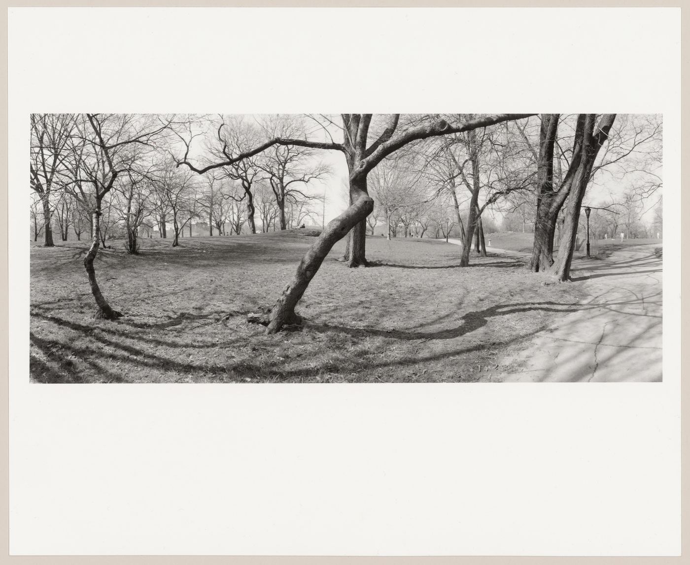 View towards the East Drive from the East Meadow, Central Park, New York City, New York