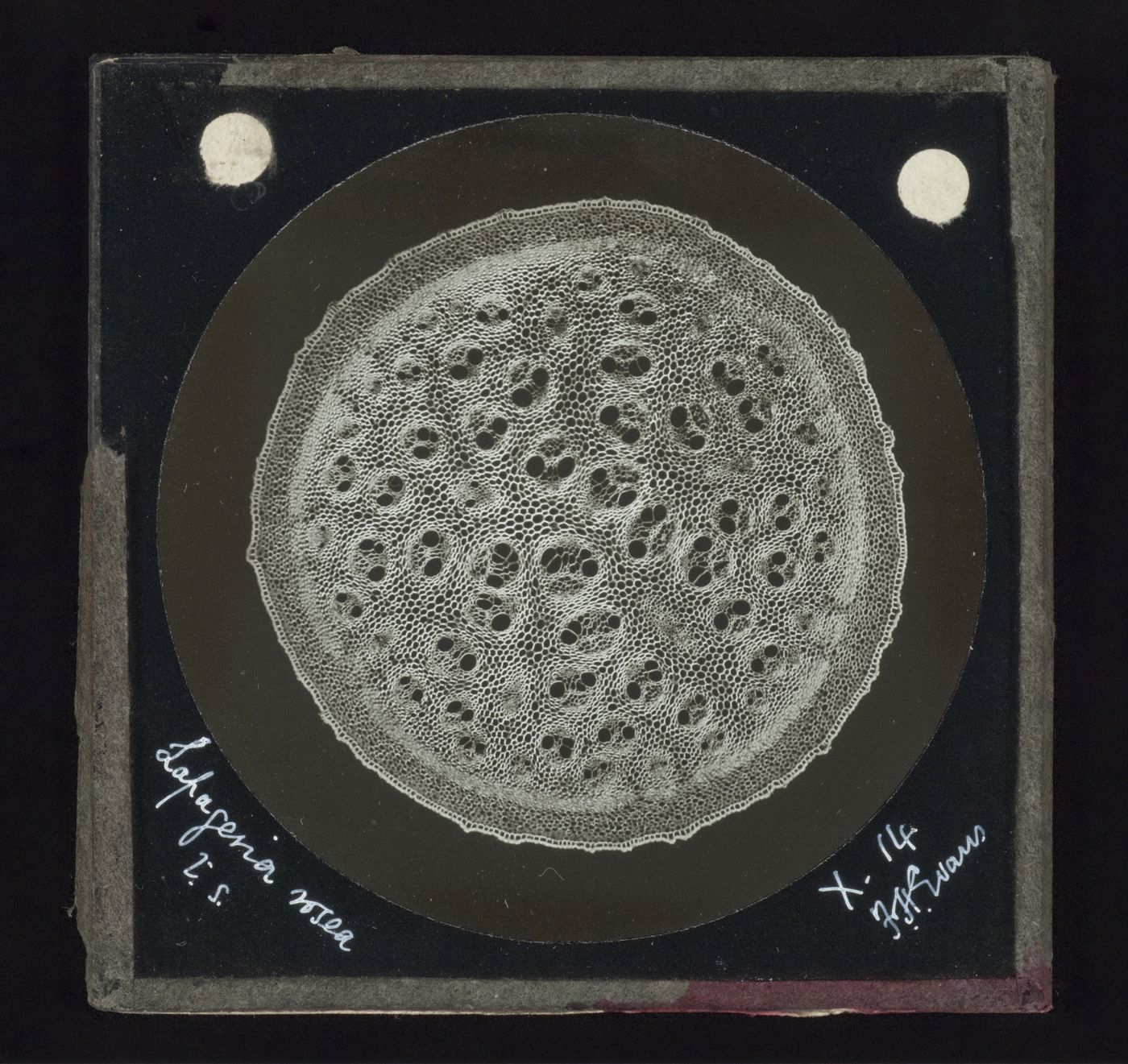 Photomicrograph of lapageria rosea