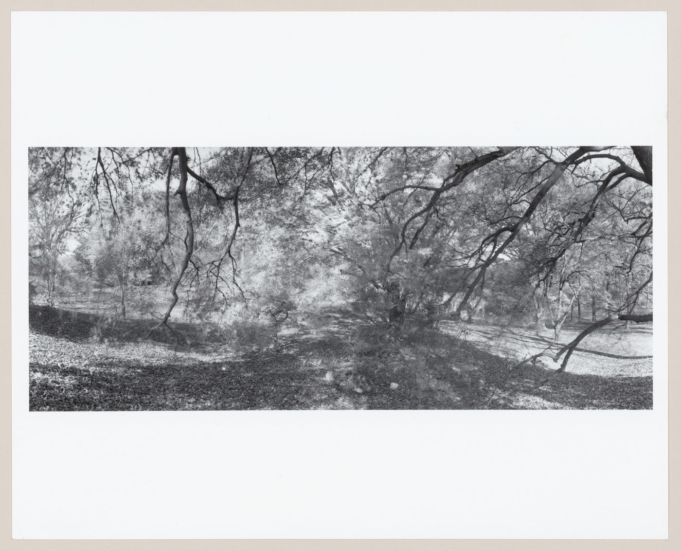 Arnold Arboretum, Boston, Massachusetts