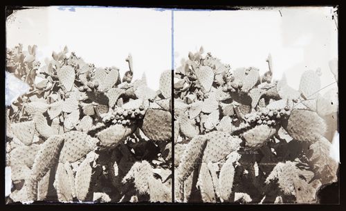 Stereograph of prickly pear cactus in fruit, California, United States of America
