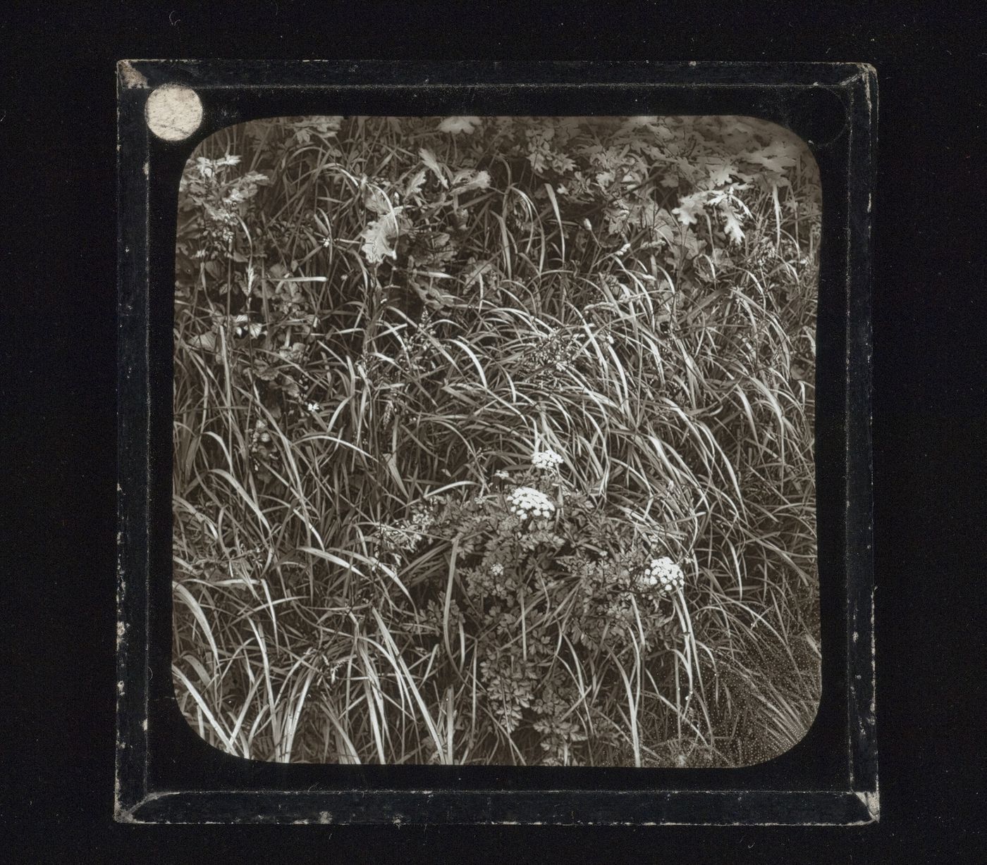 Detail view of hedge