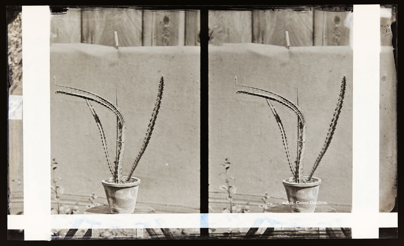 Stereograph of a Cereus Coccinca ? cactus, Southern California, United States of America