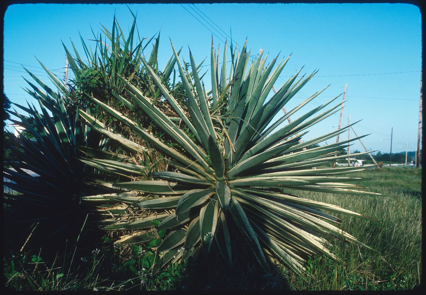 Plants, Jamaica