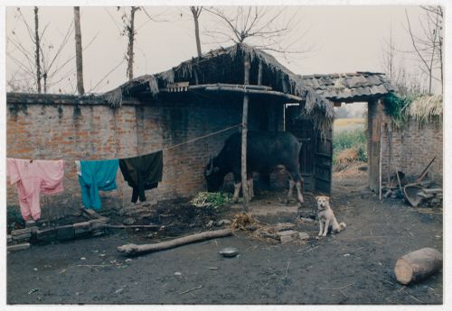 View of rural house interior court with dog and cow in Sichuan province, China