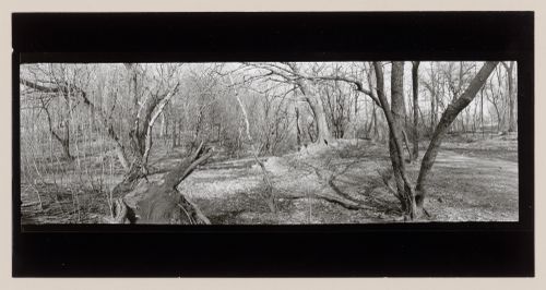 The Ravine, Central Park, New York City, New York