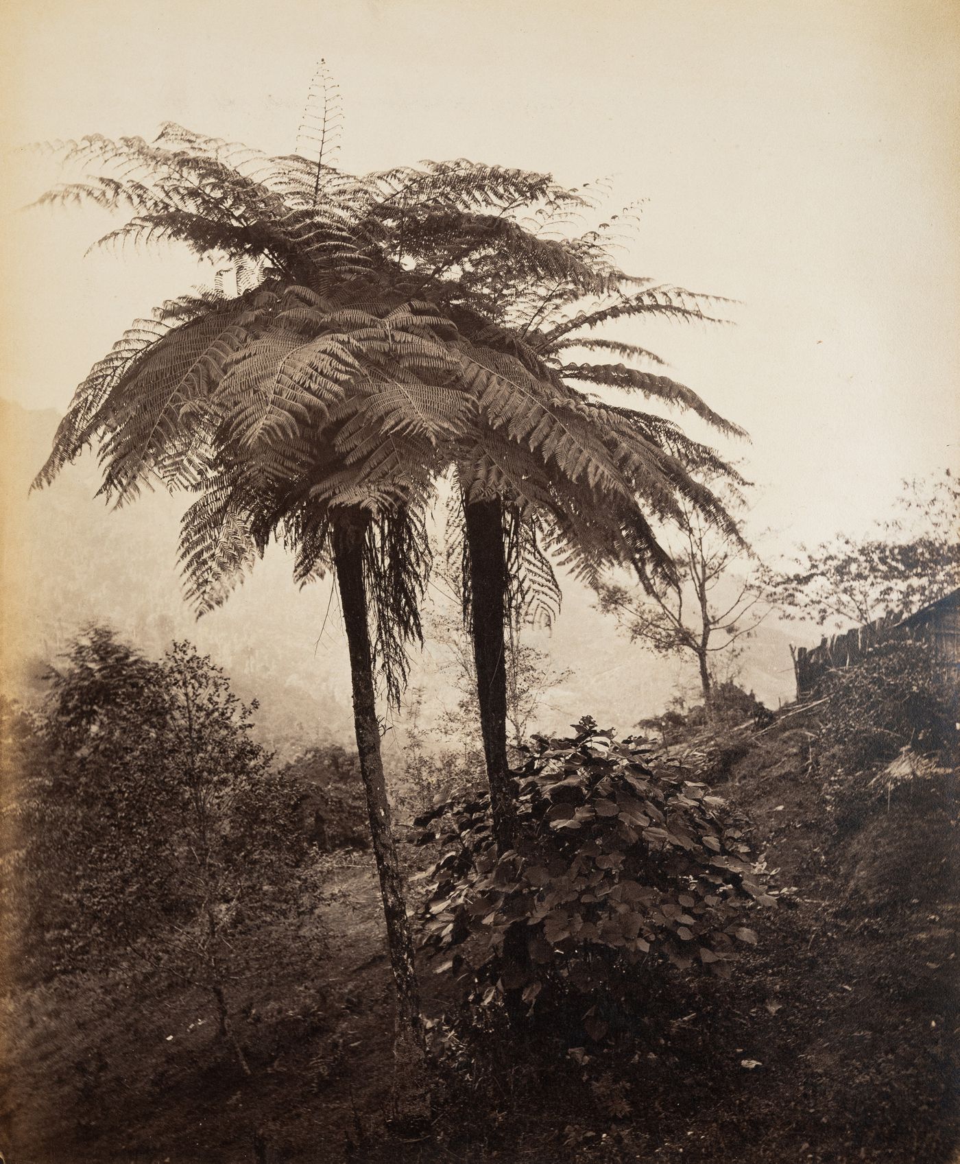 View of Fern Trees, Darjeeling, India