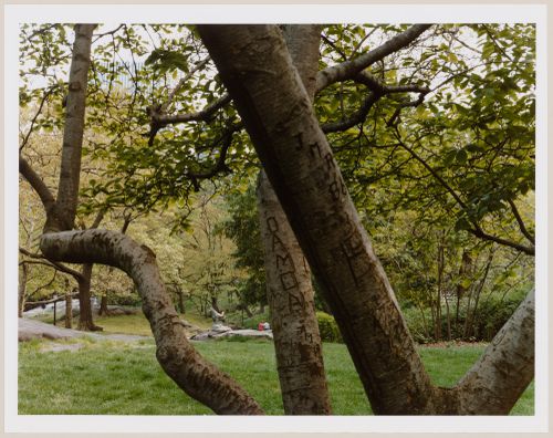 Viewing Olmsted: View of trees with carvings on them and cut grass, North of the Zoo, Central Park, New York City, New York